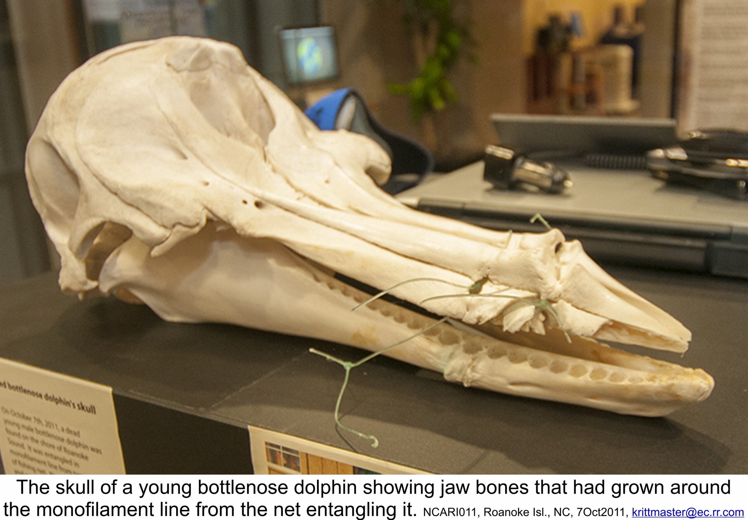 The skull of the yearling bottlenose dolphin showing bone having grown around the entangling line that was killing it.