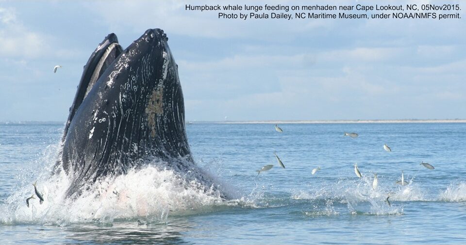 Humpback whale lunge feeding on menhaden near Cape Lookout, NC, 5 Nov 2015 (Photo by Paula Dailey, NC Maritime Museum under NOAA/NMFS permit)