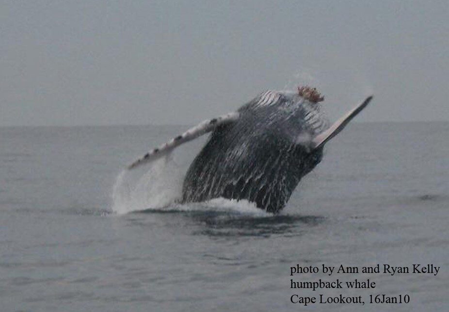 Humpback whale - Cape Lookout (Jan. 16, 2010) Photo by Ann and Ryan Kelly