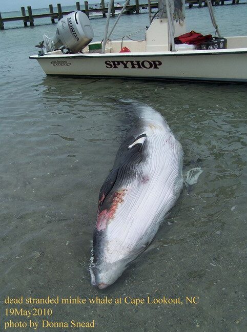Dead stranded minke whale - Cape Lookout, NC (May 19, 2010) Photo by Donna Snead