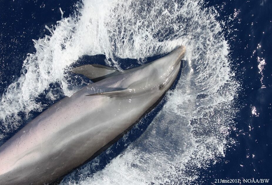 Bottlenose dolphins - Offshore form (June 21, 2011) NOAA/BW