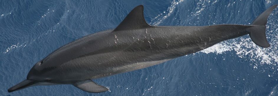Long-snouted spinner dolphin