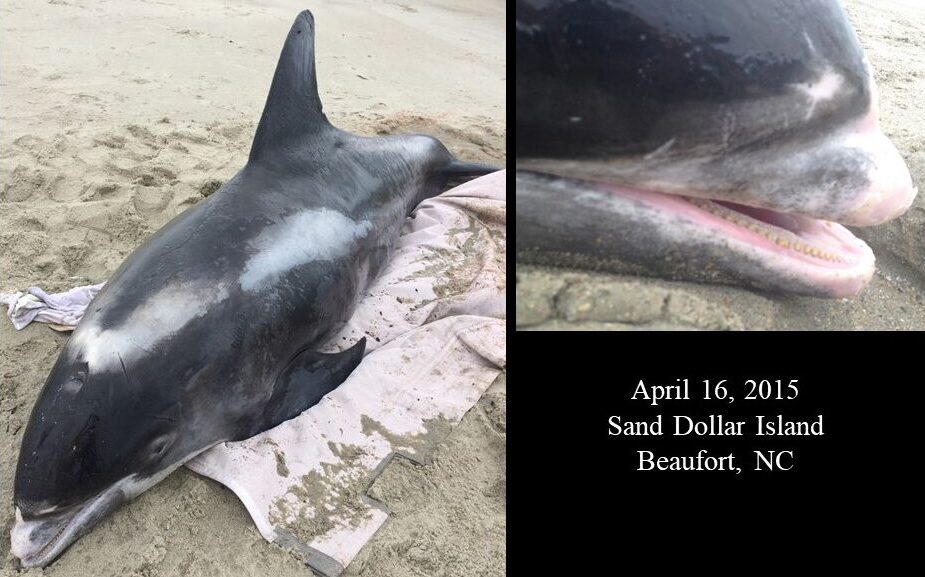 White-beaked dolphin - Sand Dollar Island, Beaufort, NC (April 16, 2015)