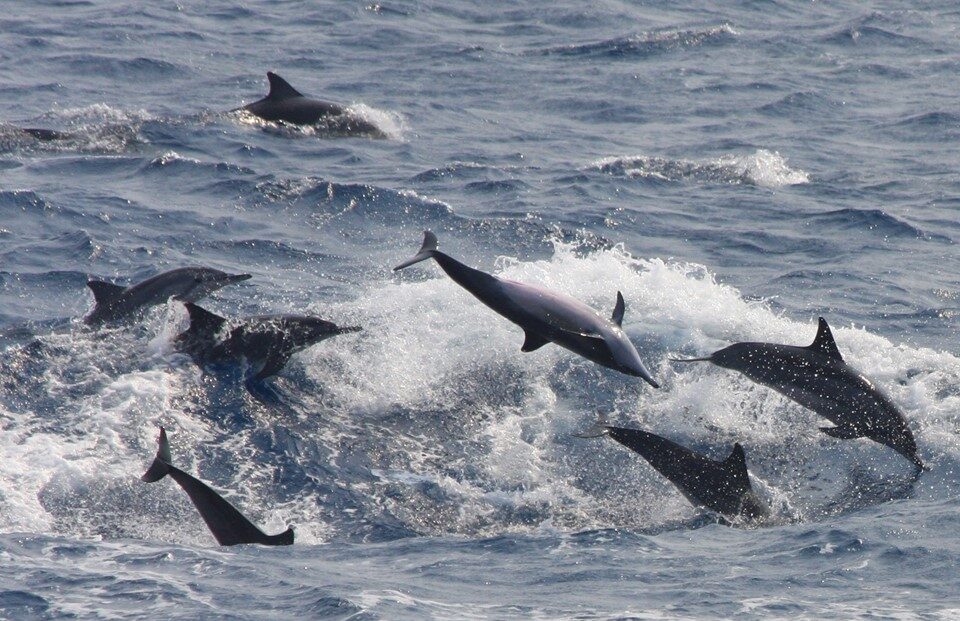 Long-snouted spinner dolphins
