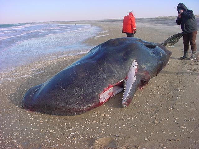 The carcass of a 33.5' male sperm whale stranded at Cape Lookout, 31 Jan 2004. Skeleton on display at NC Maritime Museum.